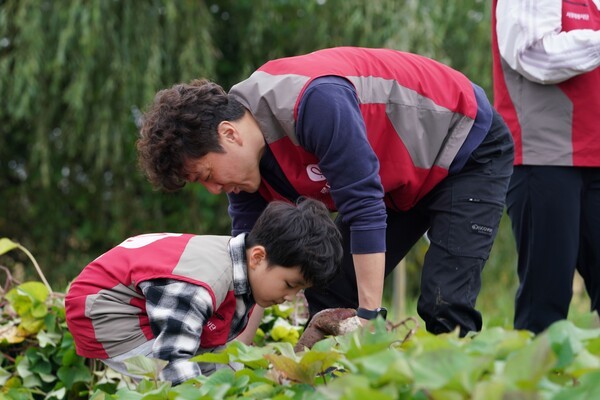 롯데건설 ‘샤롯데 봉사단’이 10월 18일과 25일 이틀에 걸쳐 서울 강서구 개화동 일대 텃밭에서 ‘그린팜(Green Farm)’ 봉사활동을 진행했다.롯데건설 ‘샤롯데 봉사단’이 텃밭에서 고구마를 수확하고 있다.[사진=롯데건설]