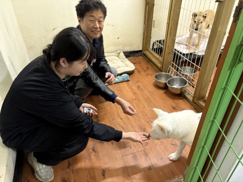 녹십자수의약품은 11월 9일 충북 보은군 비글구조네트워크 보호소에서 열린 청주시수의사회 하반기 봉사활동에 참여해 유기동물 예방접종과 치료를 지원했다고심장사상충 예방약 ‘파라오 PI’를 수의사 지도 하에 유기동물에게 투약하고 있다.[사진=녹십자수의약품]